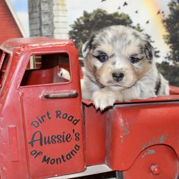 Blue Merle Male3 - Blue merle male Miniature Australian Shepherd puppy in Ronan, Montana from Dirt Road Aussie’s of Montana