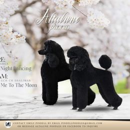 Poodle puppies from Altalune Poodles