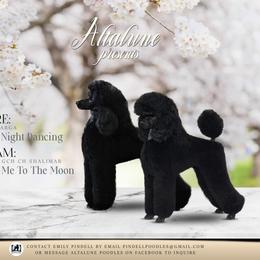 Poodle puppies from Altalune Poodles