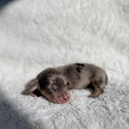 Dapple Boy - Dapple male Dachshund puppy in Merced, California from The Graceful Dachshund Kennel