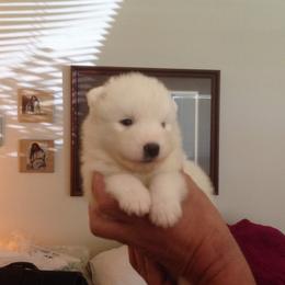 Samoyed and Shiba Inu Puppies from Wintermist Samoyeds