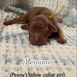 Lemon - Red  female Goldendoodle puppy in Phelan, California from High Desert Doodles - the original