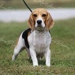 Bossy - Beagle