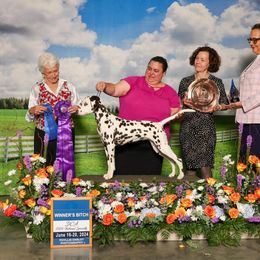 Dalmatian All Grown Up from Prestige Dalmatians