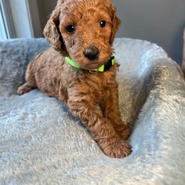 Fred - Apricot male Goldendoodle puppy in Clarksville, Tennessee from Golden Pine Designer Doodles