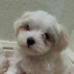 Maltese Puppies from Maltese  puppies DFW