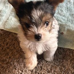 Parti girl - Parti female Yorkshire Terrier puppy in Hot Springs, Arkansas from Weslynn Kennels