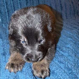 Pink Color - Bi-color male German Shepherd puppy in Davenport, Florida from Pray Love Shepherd Kennels