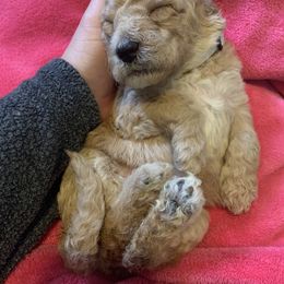 Goldendoodle Puppies from Little Doodle Love