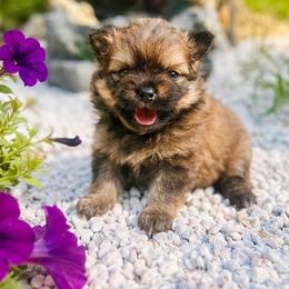 Sprout - Orange sable male Pomeranian puppy in Buck Valley, Pennsylvania from Buck Valley Pomeranians