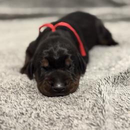 Boy 2 - Black and rust male Doberman Pinscher puppy in Lake City, Florida from Paintedcrazy Doberman Pinchers