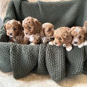 Assorted Doodle Crosses, Bernedoodle, and Cavachon Puppies from PitterPatterPuppiesNJ