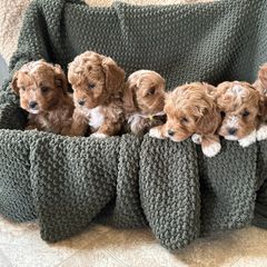 Assorted Doodle Crosses, Bernedoodle, and Cavachon Puppies from PitterPatterPuppiesNJ
