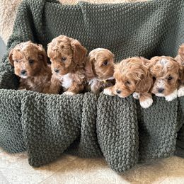 Assorted Doodle Crosses, Bernedoodle, and Cavachon Puppies from PitterPatterPuppiesNJ