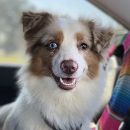Caya - Miniature Australian Shepherd