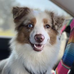 Caya - Miniature Australian Shepherd