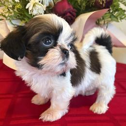 Reginald - AKC Champion Bloodline - Tricolor male Shih Tzu puppy in Long Beach, California from Prieto Shih-Tzu's