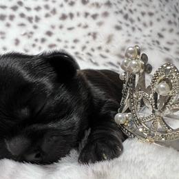 Solid black girl - Black female Shih Tzu puppy in Sherman, Texas from Shannon’s Sugar Sweet Shih Tzu’s
