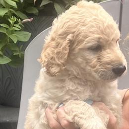 Clover - Apricot female Goldendoodle puppy in Hattiesburg, Mississippi from Monicah Wells