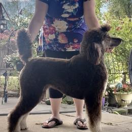Piper - Poodle