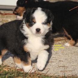 Geo, blue eyes - Black tri male Miniature American Shepherd puppy in Hillsdale, Michigan from Faithwalk Aussies and Mini American Shepherds