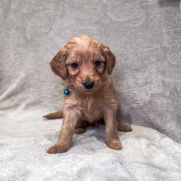 F1B Small Goldendoodle Teddy - Red  male Goldendoodle puppy in Redding, California from Casa Delarosa Poodles & Doodles Collective