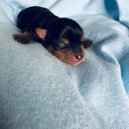 Blue - Black and tan male Yorkshire Terrier puppy in Clay, New York from Jill Brown