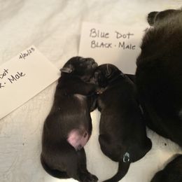 Pig the Pug blue dot - Black Pug puppy in Orange Park, Florida from Living the Dream Pugs of Jacksonville Florida