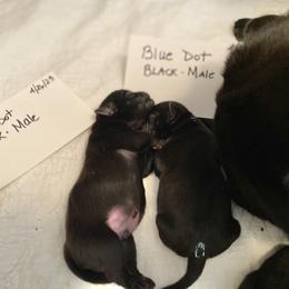 Pig the Pug blue dot - Black Pug puppy in Orange Park, Florida from Living the Dream Pugs of Jacksonville Florida
