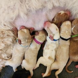 Labradoodle Puppies from Tyson's Farm Doodles