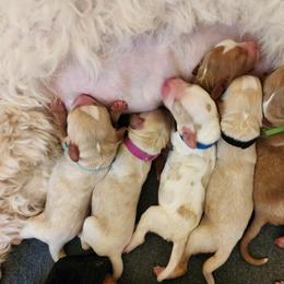 Labradoodle Puppies from Tyson's Farm Doodles