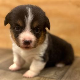 Tricolor 2 - Black and tan male Pembroke Welsh Corgi puppy in Glendale, Arizona from CorgiholicsAz