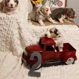 Australian Shepherd Puppies from Cooper Ridge Aussies