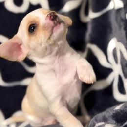 Luna (piebald) - Cream female Chihuahua puppy in Seneca, Missouri from Stephanie’s Puppy Colony