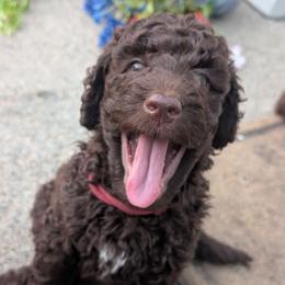Laurel - Chocolate female Australian Labradoodle puppy in Sturbridge, Massachusetts from Pawlite Best Friends