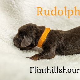 Rudolph - Liver and tan male Bloodhound puppy in Wamego, Kansas from Flint Hills Hounds