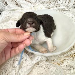 Pecan - Parti male Labradoodle puppy in Candler, North Carolina from Maple Bakin’ Doodles