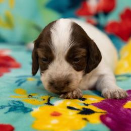 Iono - Piebald female Dachshund puppy in Wichita Falls, Texas from Matilda Jane’s Dachshunds