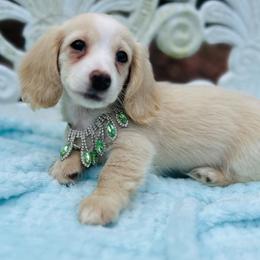 Laura - Cream female Dachshund puppy in Tuscaloosa, Alabama from Watermelon Doxies