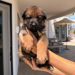 Citrine - Black and tan female German Shepherd puppy in Anaheim, California from Hanan Hanna