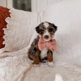 Paoay - Tri-color male Bernedoodle puppy in Cold Spring, Minnesota from A.N.A. Doodles