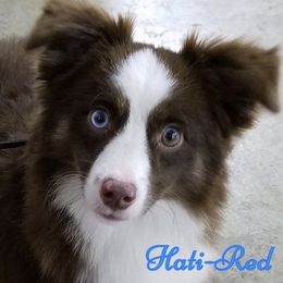 Hati - Toy Australian Shepherd