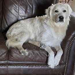 Golden Retriever All Grown Up from West KY Goldens and Doodles