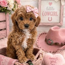 Melba-green - Red  female Goldendoodle puppy in Stockton, Utah from Mustanghills Doodles and Poodles