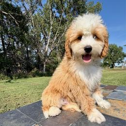 Tiny Lil' Red Boy 2 - Red male Bernedoodle puppy in Sioux Falls, South Dakota from WhiskeyCreek Doodles