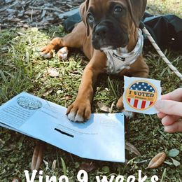 Boxer Puppies from Starlight Boxer Corner