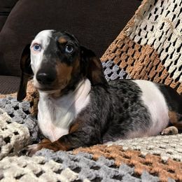 Confetti - Dachshund