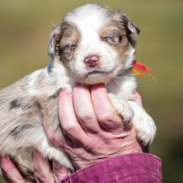 Red orange girl - Red merle female Australian Shepherd puppy in Clarkrange, Tennessee from Vom Wolff
