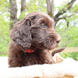 Orion - Chocolate male Labradoodle puppy in Grants Pass, Oregon from Oregon Valley Pups