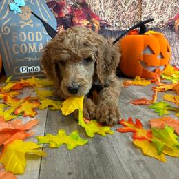 Benedict - Apricot male Poodle puppy in Fountain, Florida from Silva Royale Standard Poodles